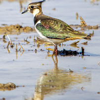 NIKON(ニコン)のレンズ AF-S DX NIKKOR 55-300mm f/4.5-5.6G ED VR で