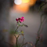 LEICA(ライカ)のレンズ ズミルックスM f1.4/35mm ASPH. 11726