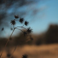 TAMRON(タムロン)のレンズ SP AF 17-50mm F/2.8 XR Di II LD