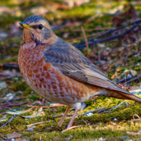 PENTAX(ペンタックス)のレンズ HD PENTAX-DA 55-300mmF4-5.8ED WR で