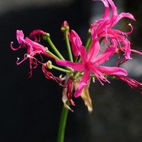 TAMRON(タムロン)のレンズ SP AF90mm F/2.8 Di MACRO 1:1 (Model272E 
