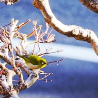 CANON(キヤノン)のレンズ EF-M55-200mm F4.5-6.3 IS STM で撮影した