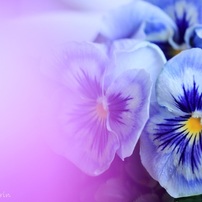 CANON(キヤノン)のデジタル一眼EOS Kiss X8i で撮影した写真(画像)一覧