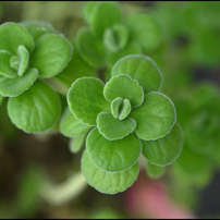 NIKON(ニコン)のレンズ Ai AF Micro Nikkor 105mm F2.8D で撮影した