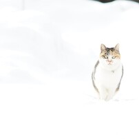 CANON(キヤノン)のレンズ EF135mm F2L USM で撮影した写真(画像)一覧