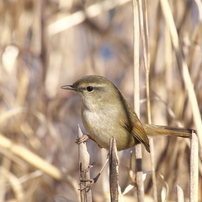 春告鳥～ウグイス