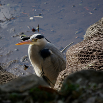 NIKON(ニコン)のレンズ AF-S DX VR Zoom-Nikkor 55-200mm f/4-5.6G IF