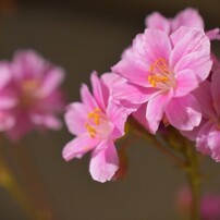 NIKON(ニコン)のレンズ AF-S DX Micro NIKKOR 40mm f/2.8G で撮影した