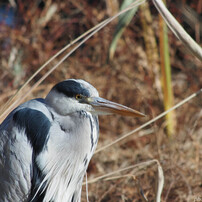 PENTAX(ペンタックス)のレンズ smc PENTAX-DA 55-300mm F4-5.8ED で