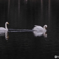 PANASONIC(パナソニック)のデジタルカメラLUMIX DMC-TZ60 で撮影した