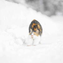 CANON(キヤノン)のレンズ EF135mm F2L USM で撮影した写真(画像)一覧