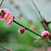 NIKON(ニコン)のレンズ Ai AF Micro-Nikkor 60mm f/2.8D で撮影した