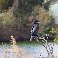 SIGMA(シグマ)のレンズ 18-250mm F3.5-6.3 DC MACRO HSM [ペンタックス