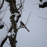 NIKON(ニコン)のレンズ AF-S DX VR Zoom-Nikkor 55-200mm f/4-5.6G IF