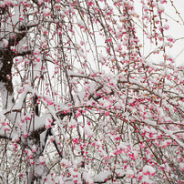 雪の日のしだれ梅