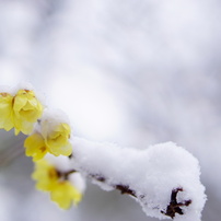 SONY(ソニー)のレンズ E 50mm F1.8 OSS SEL50F18 で撮影した写真(画像