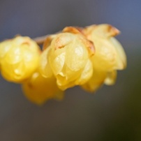 OTHERS(その他)のレンズ 7Artisans 60mm F2.8 Macro [マイクロフォー