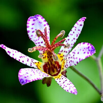 台湾ホトトギス 静