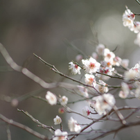 PENTAX(ペンタックス)のレンズ smc PENTAX-DA☆ 200㎜ F2.8ED [IF] SDM