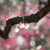PENTAX(ペンタックス)のレンズ HD PENTAX-DA 70mmF2.4 Limited