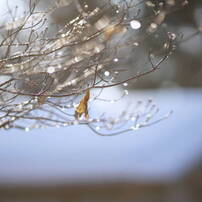 CANON(キヤノン)のレンズ EF135mm F2L USM で撮影した写真(画像)一覧