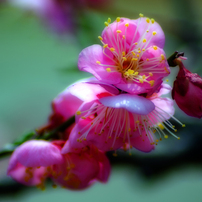 NIKON(ニコン)のレンズ AF Zoom Nikkor 70-300mm F4-5.6G (シルバー