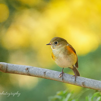 SONY(ソニー)のレンズ E 70-350mm F4.5-6.3 G OSS SEL70350G で撮影