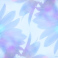 CANON(キヤノン)のデジタル一眼EOS Kiss X8i で撮影した写真(画像)一覧