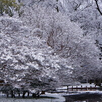 SONY(ソニー)のレンズ E 50mm F1.8 OSS SEL50F18 で撮影した写真(画像