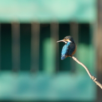 KONICA MINOLTA(コニカミノルタ)のレンズ AFアポテレズーム100-400mmF4