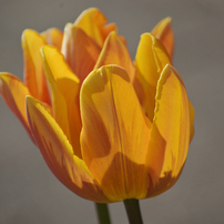 NIKON(ニコン)のレンズ AF-S DX VR Zoom-Nikkor 55-200mm f/4-5.6G IF