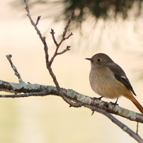 PANASONIC(パナソニック)のレンズ LUMIX G VARIO 45-200mm/F4.0-5.6 II