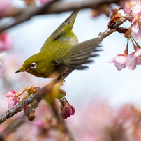 NIKON(ニコン)のレンズ AF-P NIKKOR 70-300mm f/4.5-5.6E ED VR で撮影