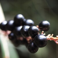 OLYMPUS(オリンパス)のレンズ ズイコーデジタル 35mm F3.5 Macro で