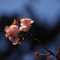 NIKON(ニコン)のレンズ AF-S DX VR Zoom-Nikkor 55-200mm f/4-5.6G IF