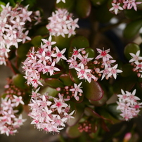 PANASONIC(パナソニック)のレンズ LUMIX G 20mm/F1.7 ASPH. H-H020 で