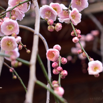 NIKON(ニコン)のデジタル一眼D5600 で撮影した写真(画像)一覧- 写真