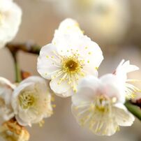 FUJIFILM(富士フイルム)のレンズ フジノンレンズ XF80mmF2.8 R LM OIS