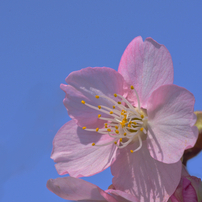 NIKON(ニコン)のデジタル一眼D7200 で撮影した写真(画像)一覧- 写真