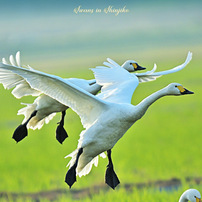 NIKON(ニコン)のデジタル一眼D7200 で撮影した写真(画像)一覧(5ページ