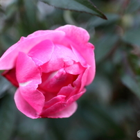 ❤️とろけるような魅惑のボケ味を堪能❤️キャノン 22mm STM❤️ I tried shooting with the bright, slim, and lightweight Canon EF