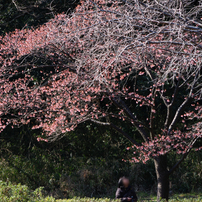 NIKON(ニコン)のレンズ AF-S DX VR Zoom-Nikkor 55-200mm f/4-5.6G IF