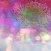 CANON(キヤノン)のデジタル一眼EOS Kiss X8i で撮影した写真(画像)一覧