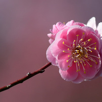 CANON(キヤノン)のデジタル一眼EOS 70D で撮影した写真(画像)一覧(3