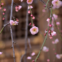 【✨初心者向け！すぐ使える！】NikonD5600(作例写真あり！) 今すぐ使えるかんたんmini Nikon D5600 基本＆応用 撮影ガイド | 技術