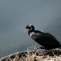 NIKON(ニコン)のレンズ AF-S DX NIKKOR 18-105mm f/3.5-5.6G ED VR で