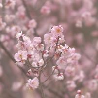 KONICA MINOLTA(コニカミノルタ)のレンズ AFソフトフォーカス100mmF2.8