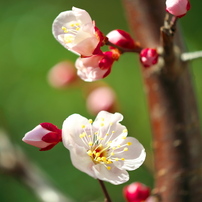 FUJIFILM(富士フイルム)のレンズ フジノンレンズ XF80mmF2.8 R LM OIS