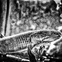 PENTAX(ペンタックス)のデジタル一眼PENTAX K-r で撮影した写真(画像