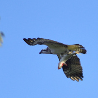 NIKON(ニコン)のレンズ Ai AF-S Zoom Nikkor ED 80-200mm F2.8D(IF